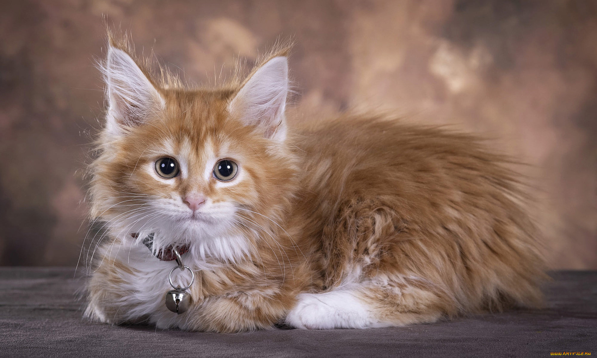 , , maine, coon